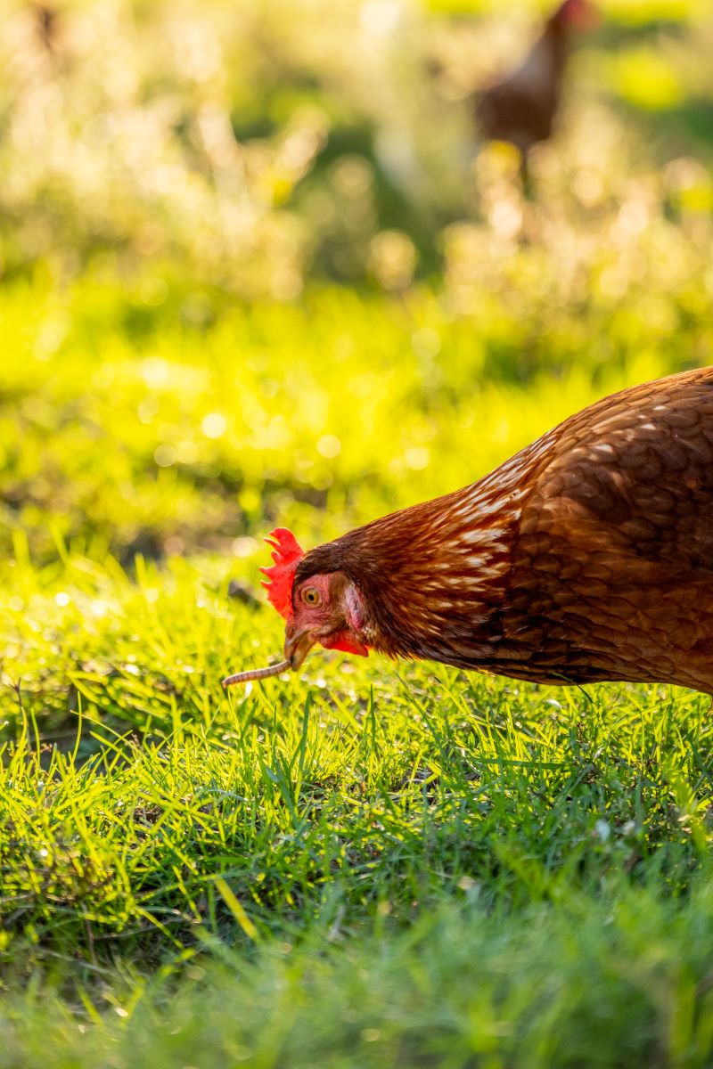 What Do Nellie's Free Range Hens Eat?